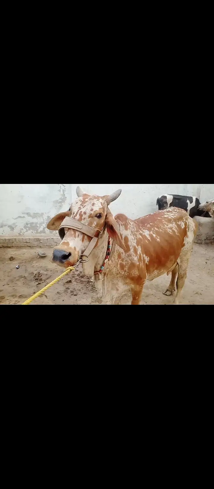 3 din phele isne bachra peda Kiya ha abhi tazi ha — photo 3
