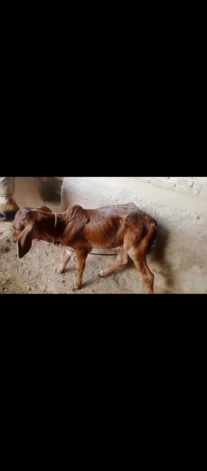 3 din phele isne bachra peda Kiya ha abhi tazi ha — photo 4