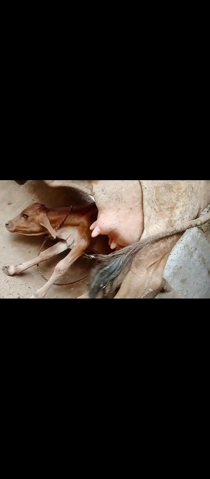 3 din phele isne bachra peda Kiya ha abhi tazi ha — photo 5