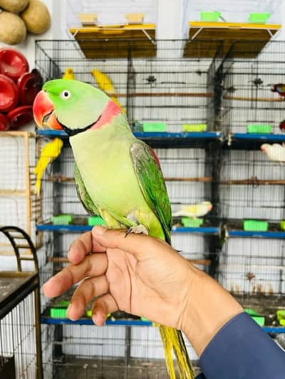 raw parrot male