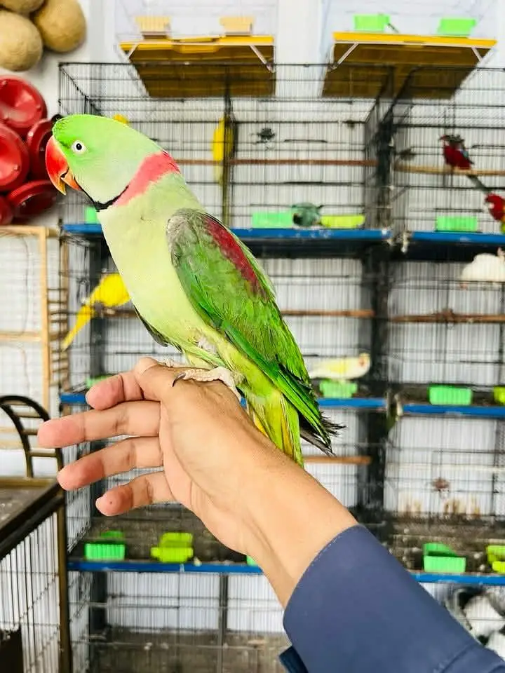 raw parrot male — photo 2