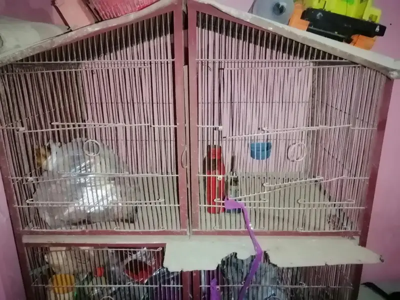 Cage big size — photo 2