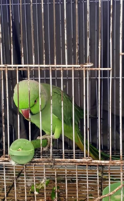 Green Parrot With Cage For sale