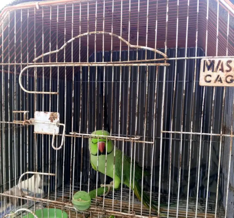 Green Parrot With Cage For sale — photo 2
