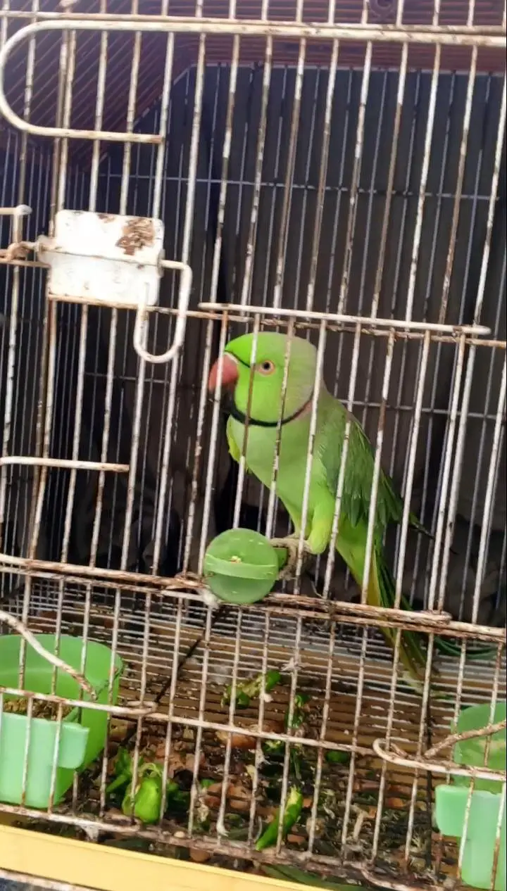 Green Parrot With Cage For sale — photo 3