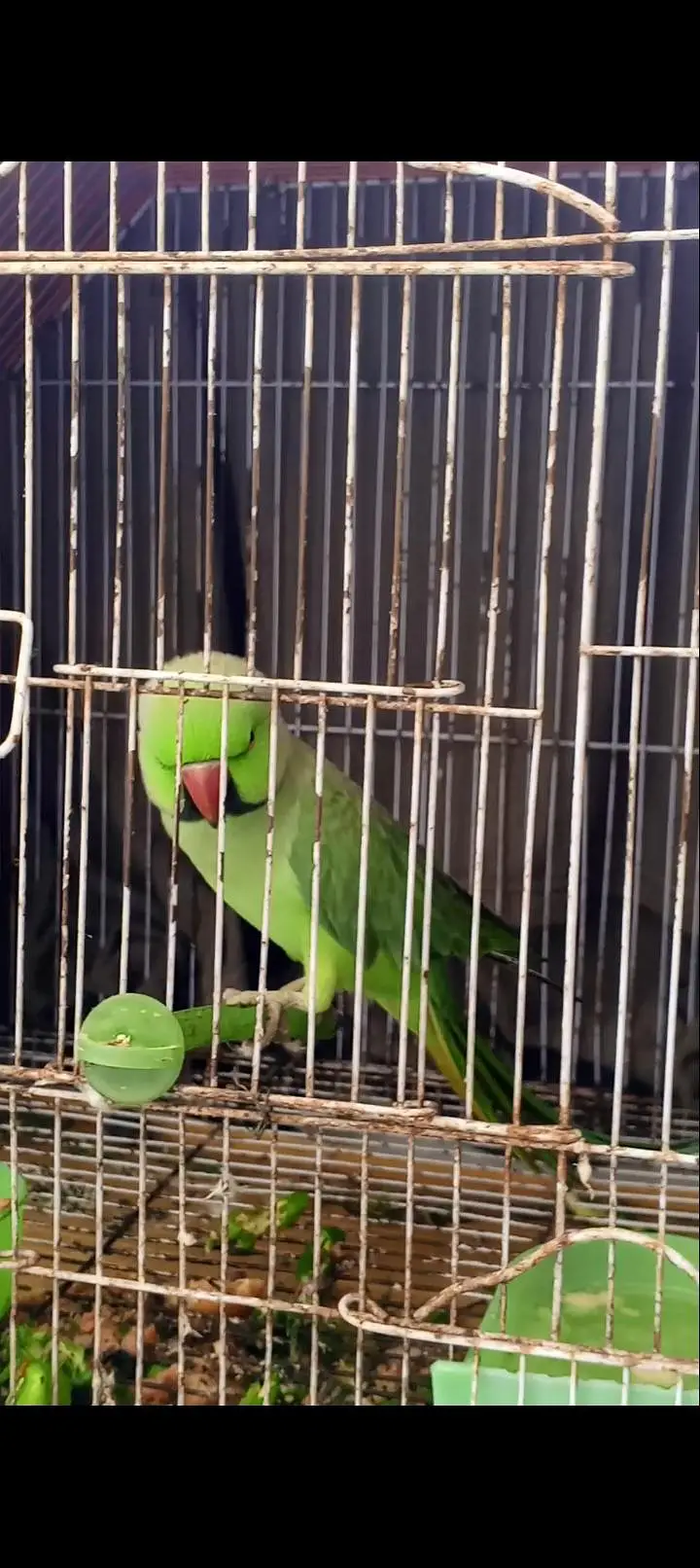 Green Parrot With Cage For sale — photo 4