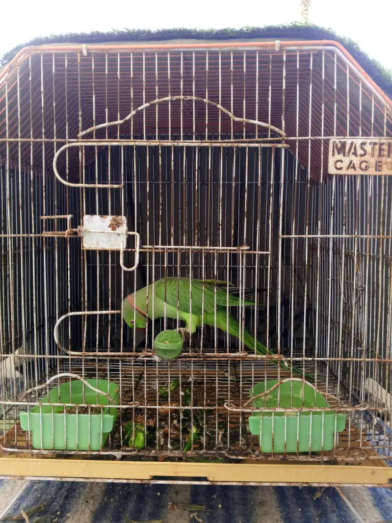 Green Parrot With Cage For sale — photo 5