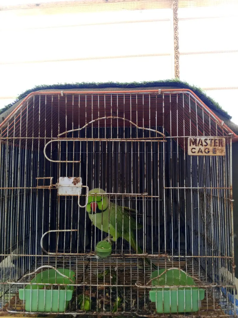 Green Parrot With Cage For sale — photo 6