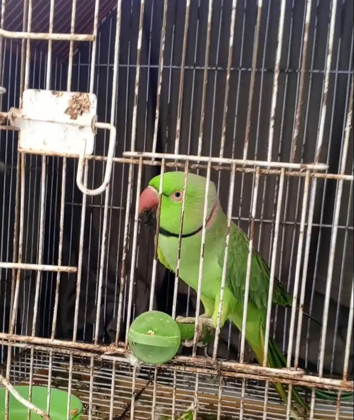 Green Parrot With Cage For sale — photo 7
