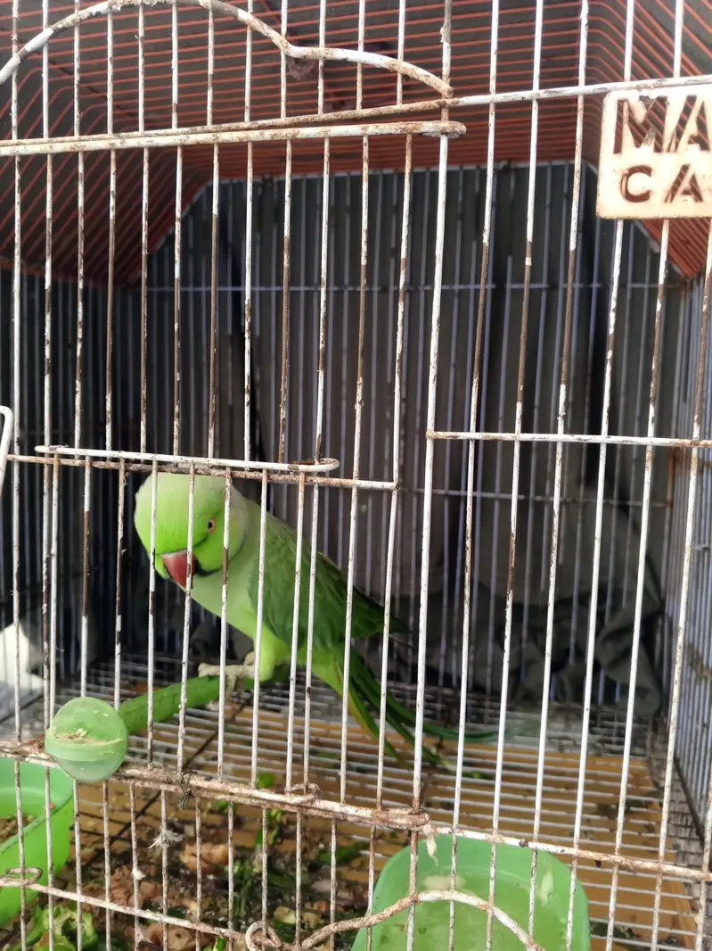 Green Parrot With Cage For sale — photo 8