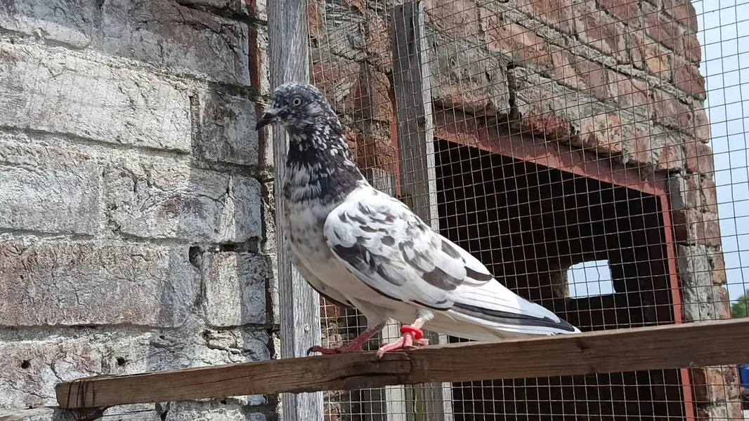 Bateria Sialkoti Breedar Female — photo 2
