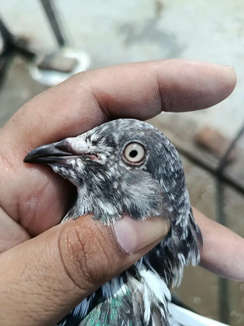 Bateria Sialkoti Breedar Female — photo 4