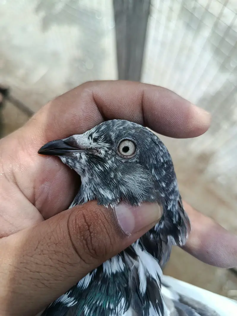 Bateria Sialkoti Breedar Female — photo 7