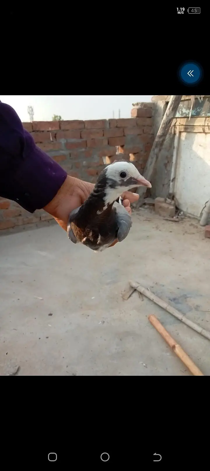 5 kotar han bohat Achar parwaz hy — photo 3