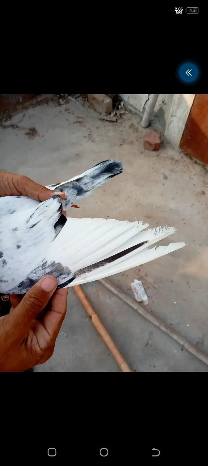 5 kotar han bohat Achar parwaz hy — photo 4