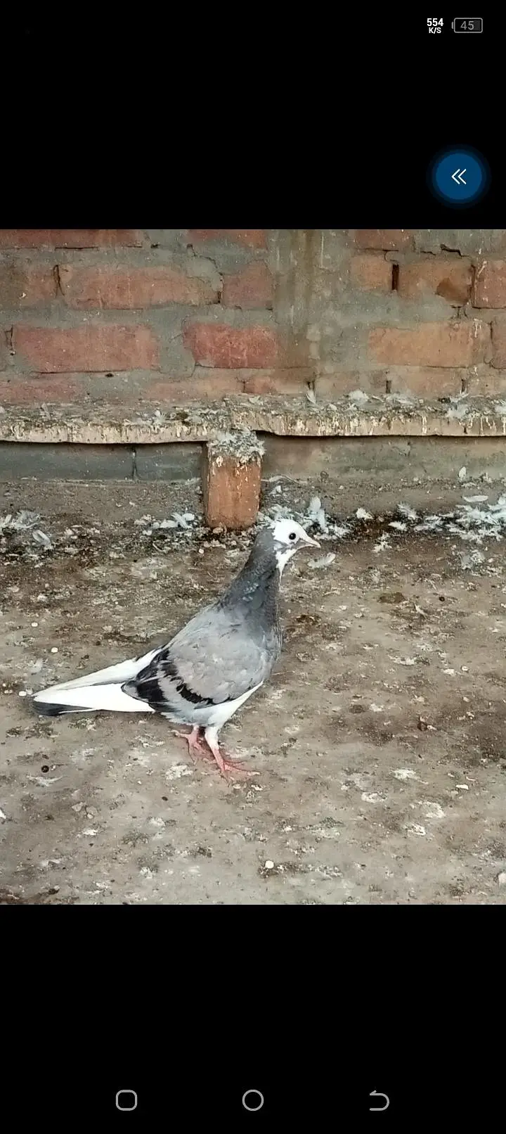 5 kotar han bohat Achar parwaz hy — photo 6