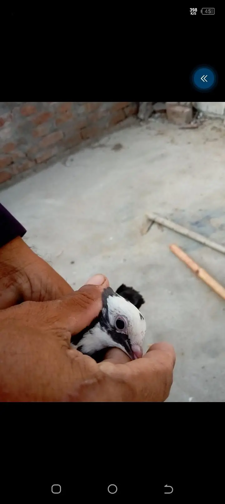 5 kotar han bohat Achar parwaz hy — photo 7