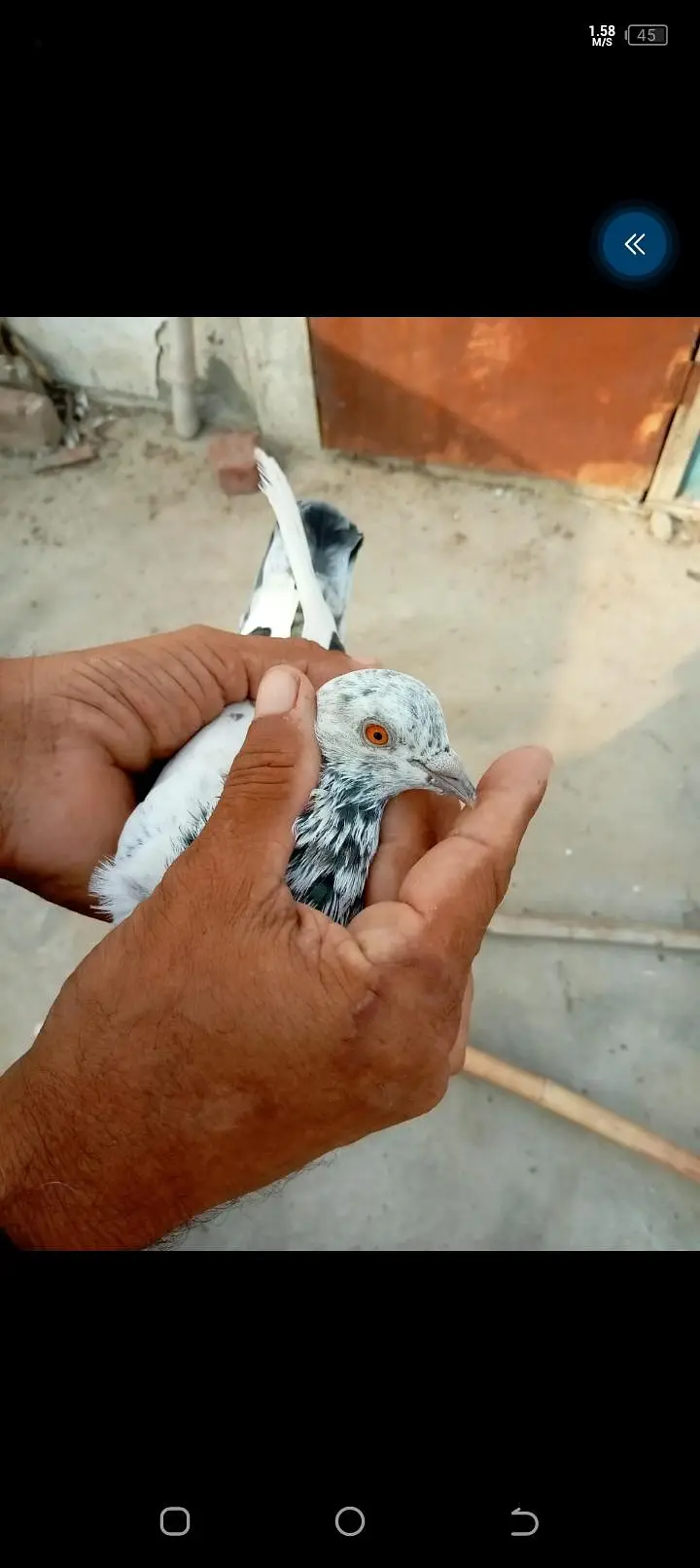 5 kotar han bohat Achar parwaz hy — photo 8