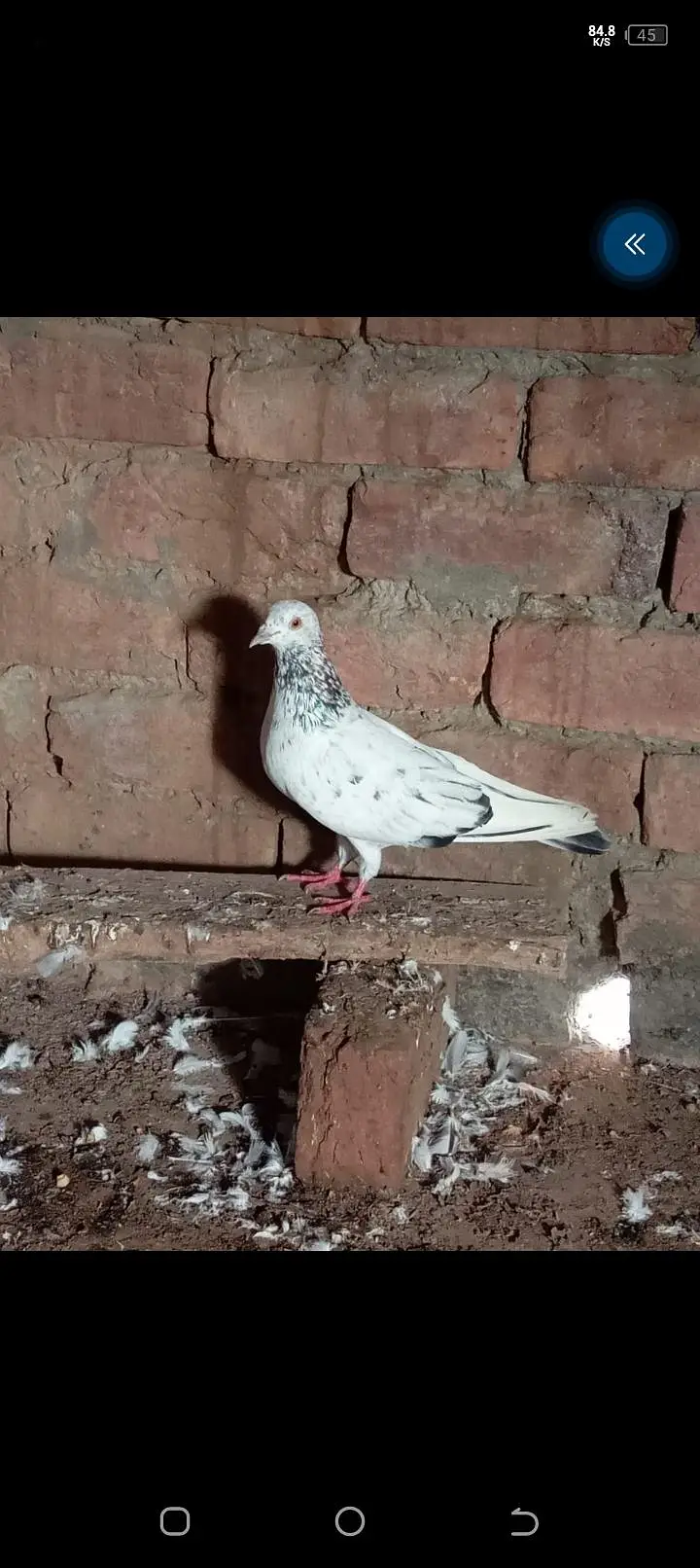 5 kotar han bohat Achar parwaz hy — photo 9