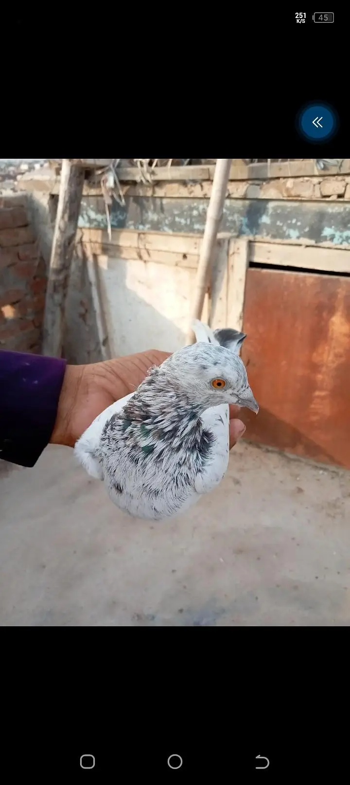 5 kotar han bohat Achar parwaz hy — photo 11