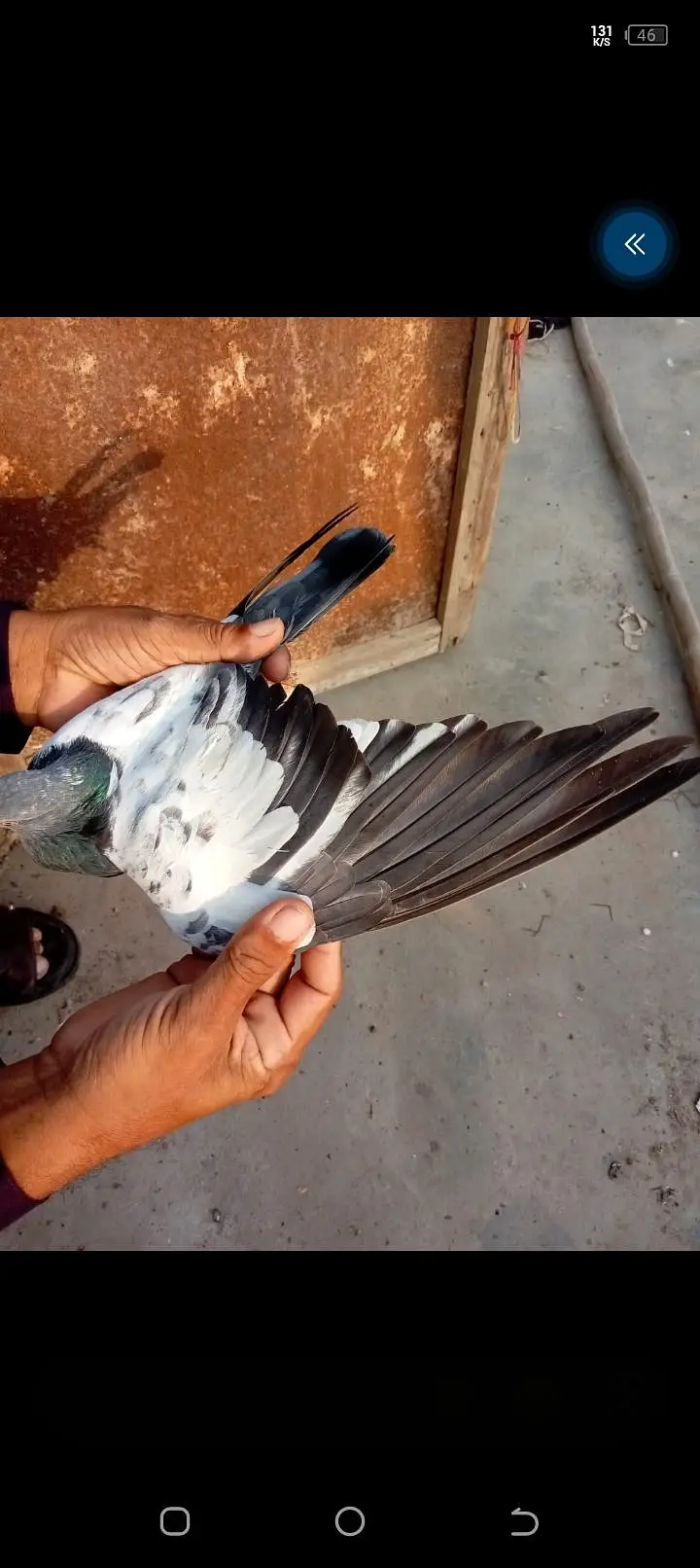 5 kotar han bohat Achar parwaz hy — photo 12