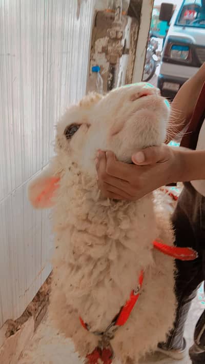 Longtail sheep munda