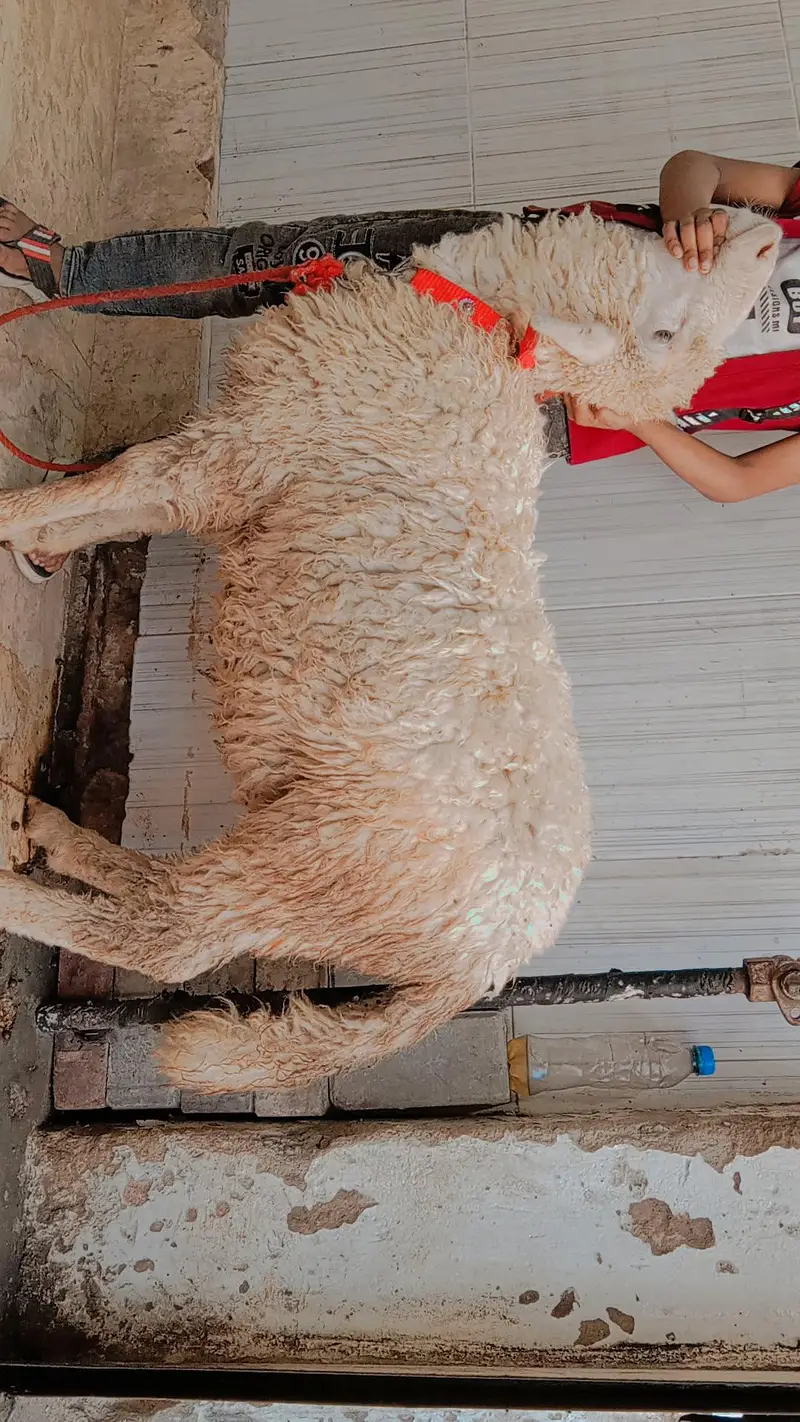 Longtail sheep munda — photo 2