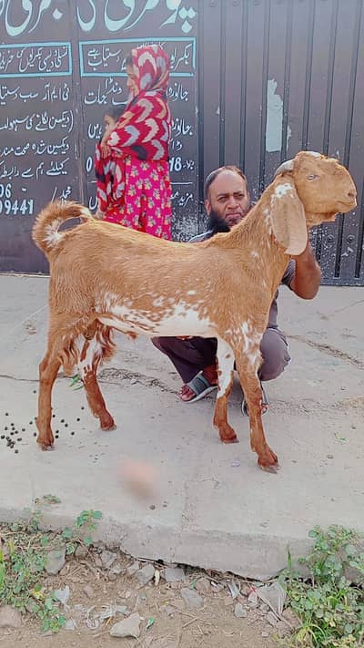 Makhi cheena bakra | 2 Dant | goat | bakra for sale