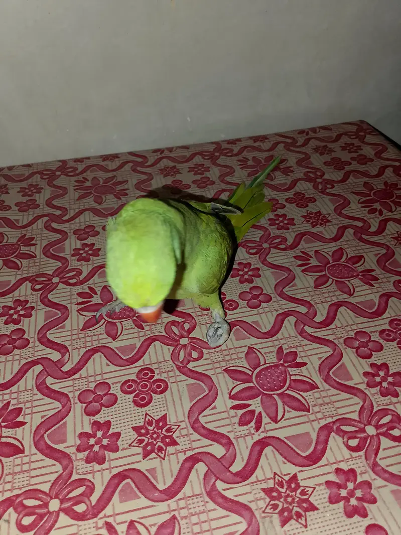 Ringneck talking parrot — photo 2