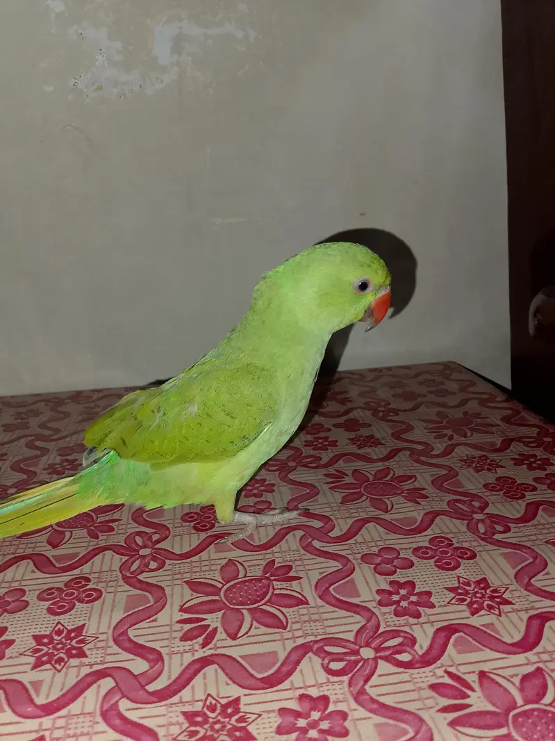 Ringneck talking parrot — photo 3