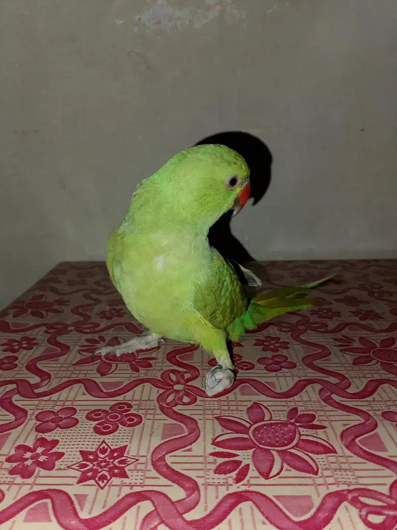 Ringneck talking parrot — photo 4