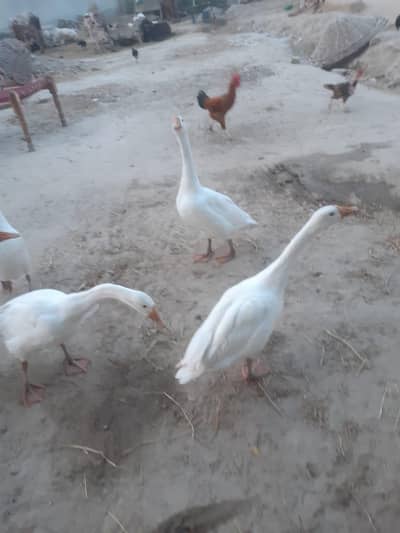 big duck only 1 duck for sale