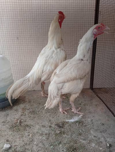 aseel for sale