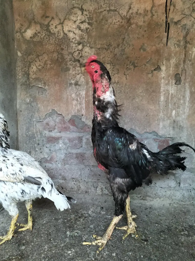 shamo aseel — photo 2