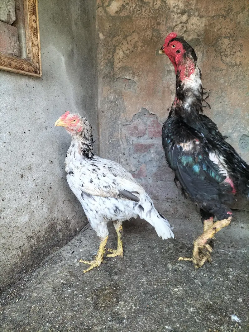 shamo aseel — photo 4