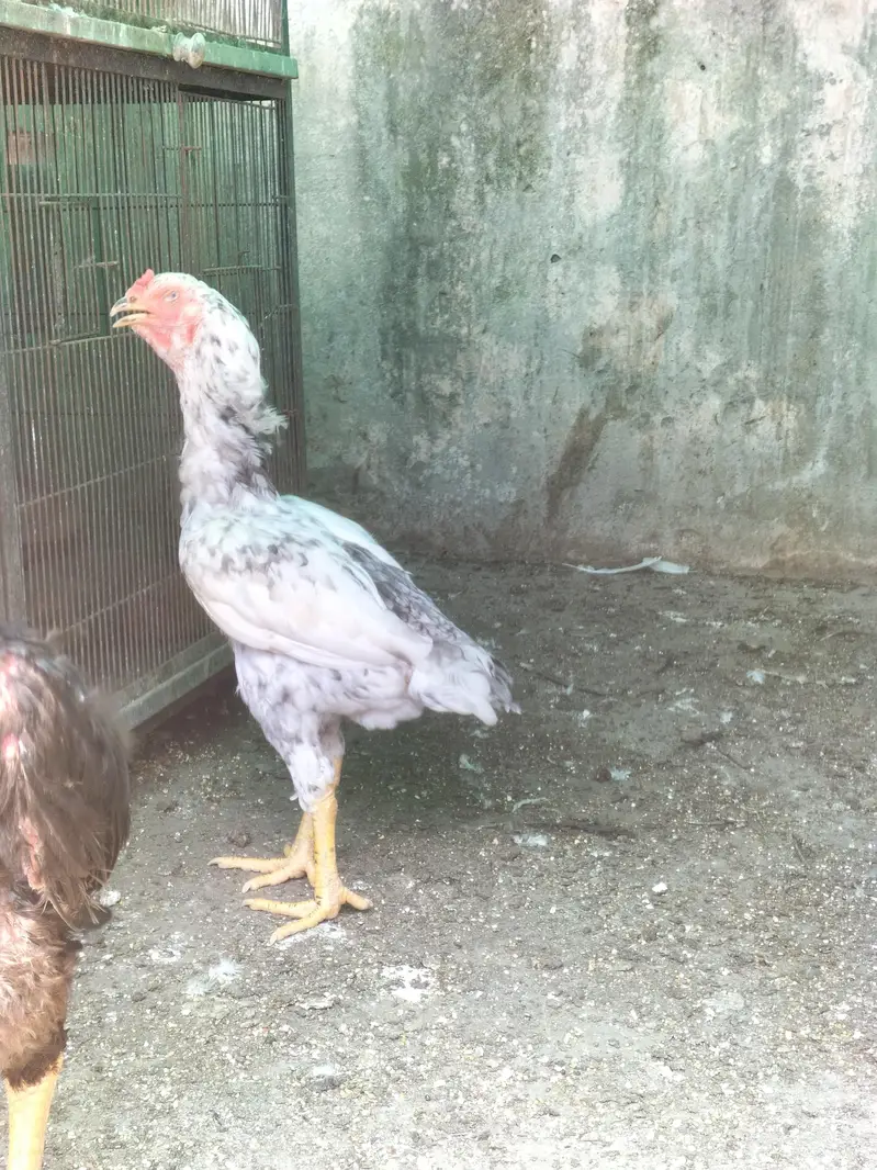 shamo aseel — photo 10