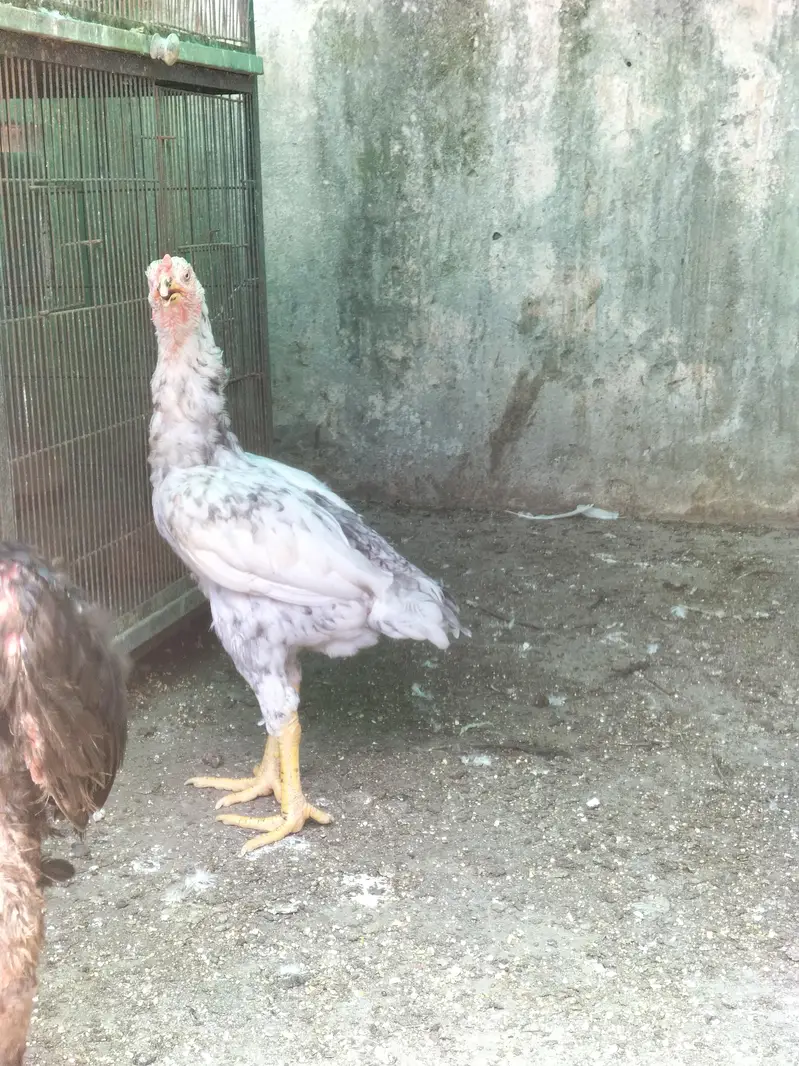 shamo aseel — photo 11