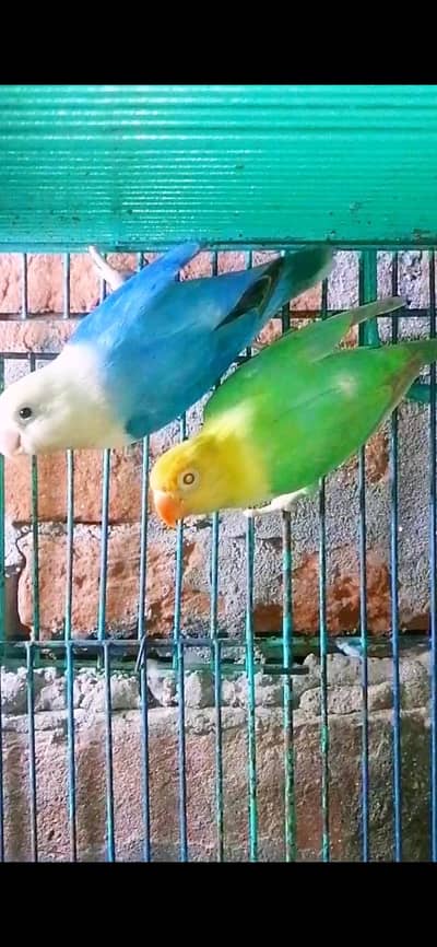 Love bird 2 pair pelfelow  Avelibal. watsap 03030356135