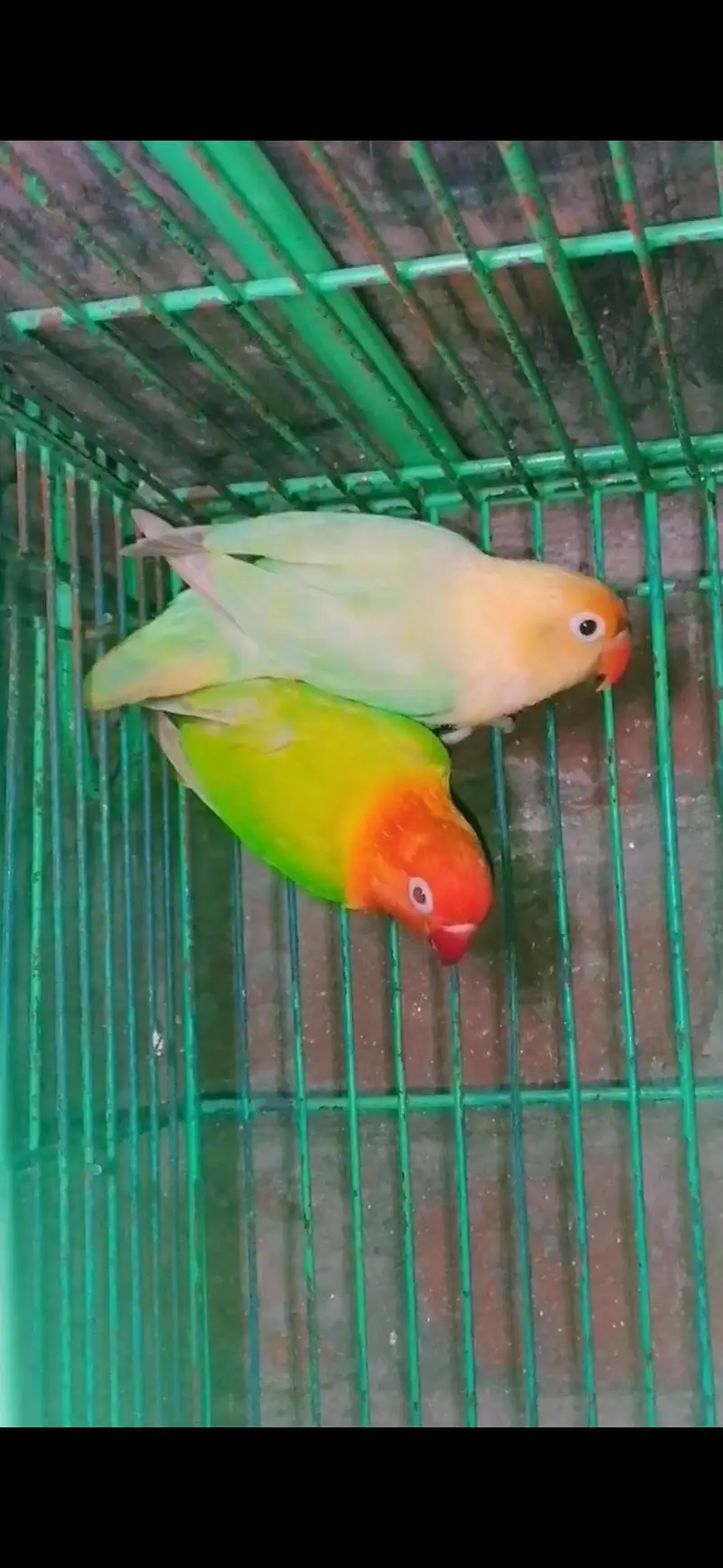 Love bird 2 pair pelfelow  Avelibal. watsap 03030356135 — photo 2