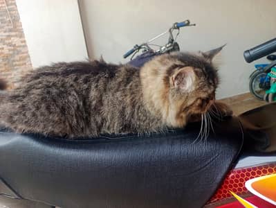 Persian cat triple cot