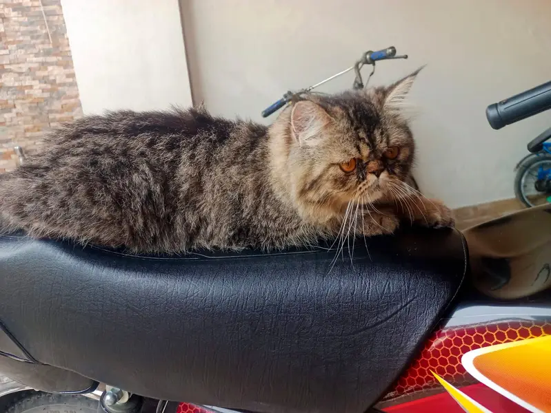 Persian cat triple cot — photo 2