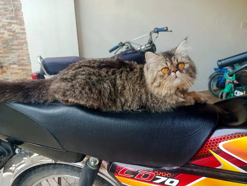 Persian cat triple cot — photo 4