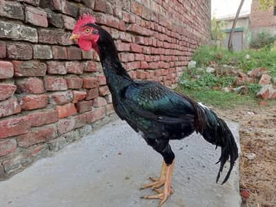 Bengum Murgha For Sale / Price 9500 /
