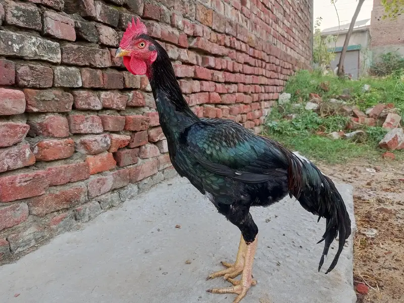 Bengum Murgha For Sale / Price 9500 / — photo 2