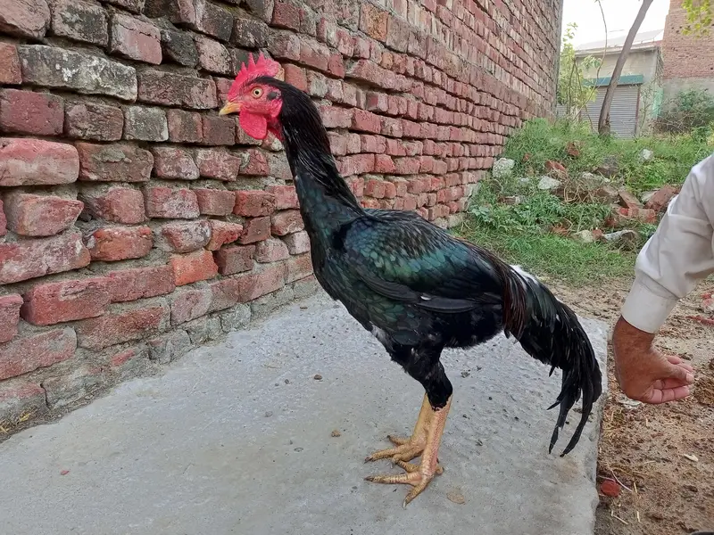 Bengum Murgha For Sale / Price 9500 / — photo 3