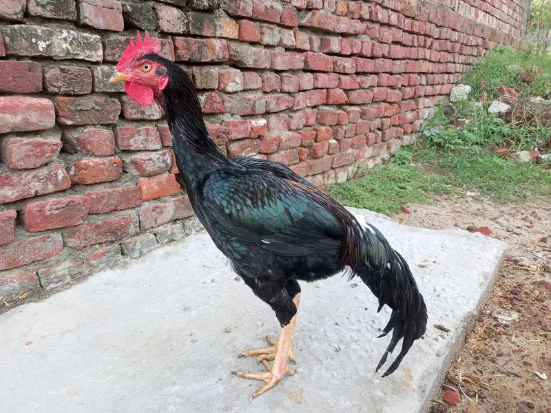 Bengum Murgha For Sale / Price 9500 / — photo 4