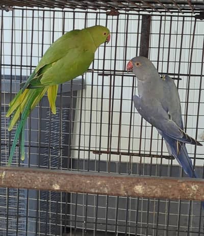 Green Split Blue Split Dilute Breeder Female
