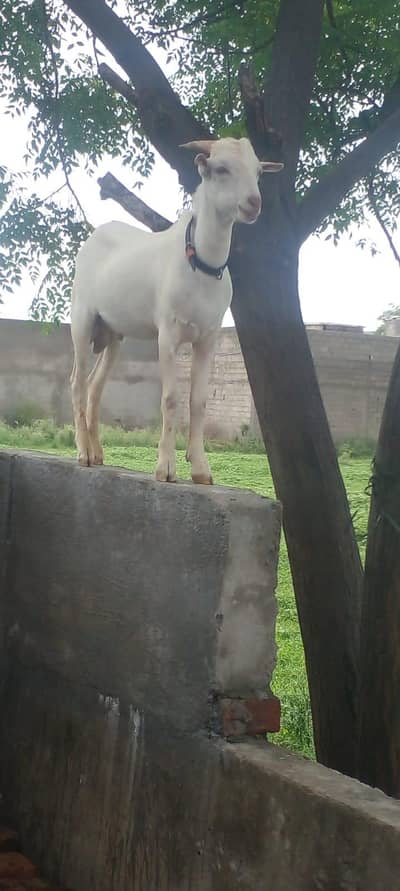 male teddy nasal in white colour active and beautiful