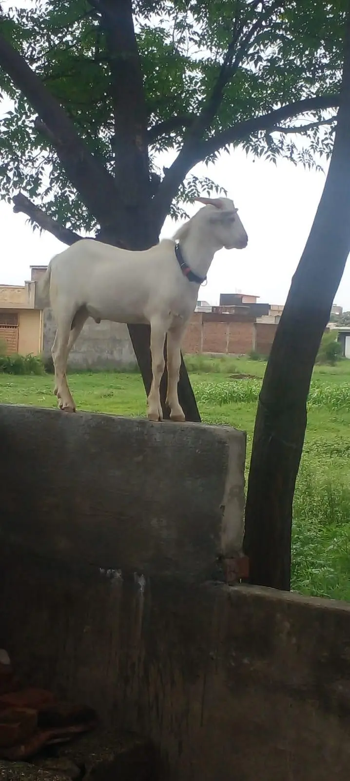male teddy nasal in white colour active and beautiful — photo 2