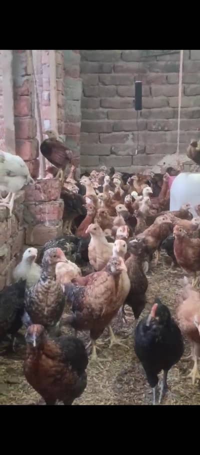 40 Days k chick For sale